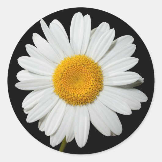 Floral White Daisy Flower Black Wedding Party Ronde Sticker (Voorkant)