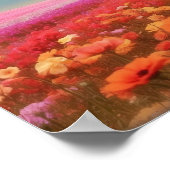 Floral White Labrador Retriever te downloaden Poster (Hoek)