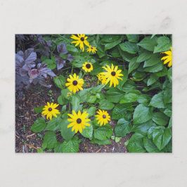 Floral Yellow Black Eyed Susan Foto Briefkaart