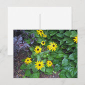 Floral Yellow Black Eyed Susan Foto Briefkaart (Voorkant / Achterkant)
