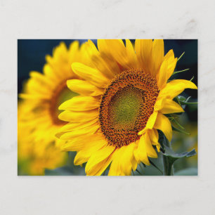 Floral Yellow Sunflower - Hallo, Love, Dankuwel Briefkaart