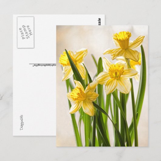 Florale fotografie:  Gele lentesaffodils Briefkaart (Voorkant / Achterkant)