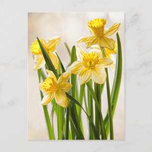 Florale fotografie:  Gele lentesaffodils Briefkaart