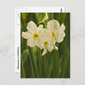 Florale fotografie:  White Spring Narcissus Briefkaart (Voorkant / Achterkant)