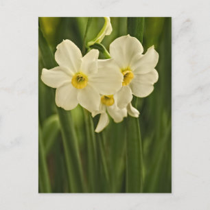 Florale fotografie:  White Spring Narcissus Briefkaart