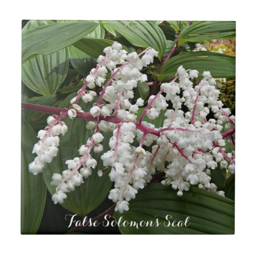 Florale keramische tegel van False Solomon Tegeltje (Voorkant)