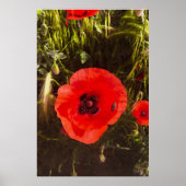 Florale Papaver Dromer – Botanische Fantasie Kunst Poster (Voorkant)