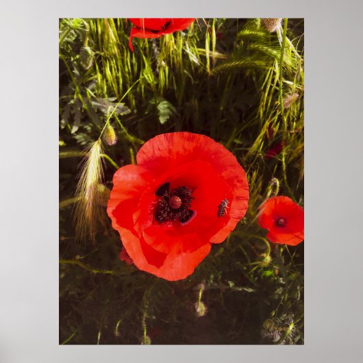 Florale Papaver Dromer – Botanische Fantasie Kunst Poster (Voorkant)