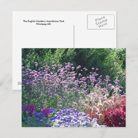 Florals in het Briefkaart van de Engelse tuin (Voorkant / Achterkant)