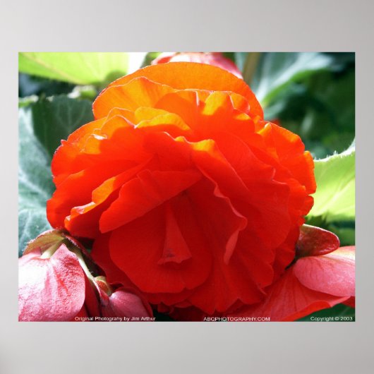 Floralscape/JDA030408107 Poster (Voorkant)