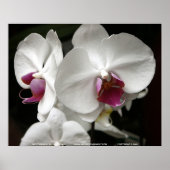 Floralscape/JDA030408109 Poster (Voorkant)