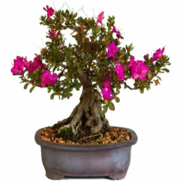 Florecitas Rosas Staand Fotobeeldje