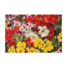 Florence heldere kleurbloemen