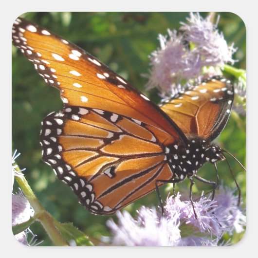 Florence Oranje Monarch Butterfly Foto Flower Vierkante Sticker (Voorkant)