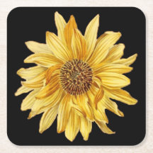 Florence, zonnebloemen, zwarte achtergrond