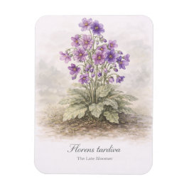 Florens tardiva De Late Bloeier Botanisch Magneet
