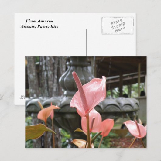 Flores Anturio Briefkaart (Voorkant / Achterkant)