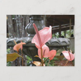 Flores Anturio Briefkaart