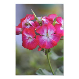 Flores, bloemen foto afdruk