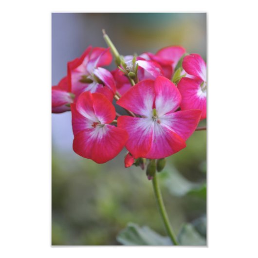 Flores, bloemen foto afdruk (Voorkant)