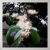 flores brancas1 poster (Voorkant)