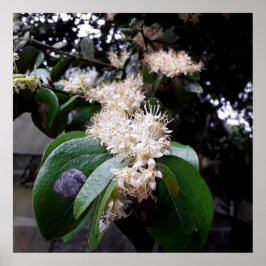 flores brancas1 poster