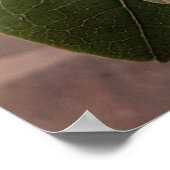 flores brancas3 poster (Hoek)