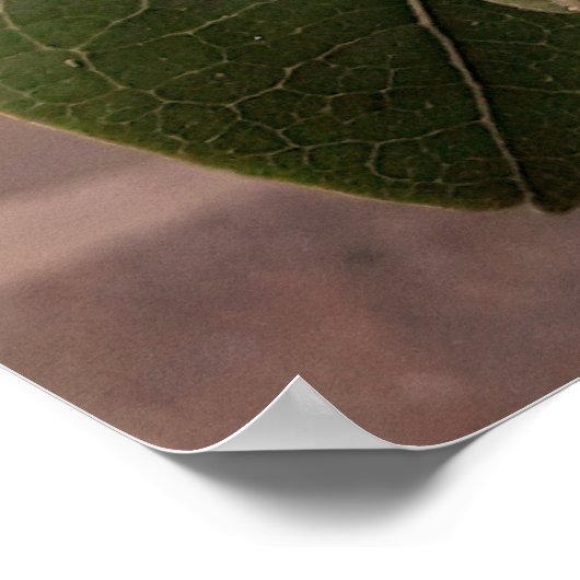 flores brancas3 poster (Hoek)