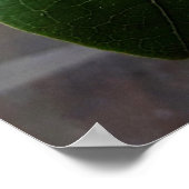 flores brancas poster (Hoek)