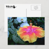 Flores. Briefkaart (Voorkant / Achterkant)