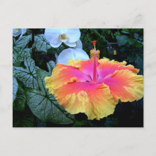 Flores. Briefkaart