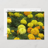 Flores Claveles Briefkaart (Voorkant / Achterkant)