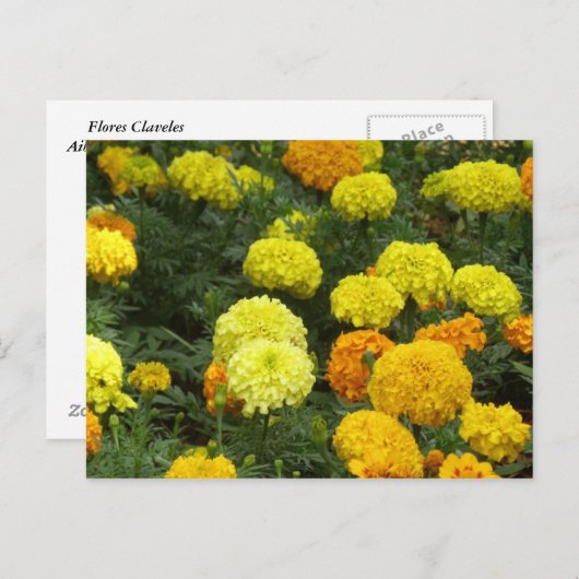 Flores Claveles Briefkaart (Voorkant / Achterkant)