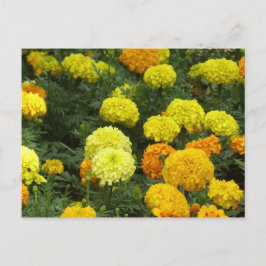 Flores Claveles Briefkaart