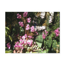 Flores de Orquideeën