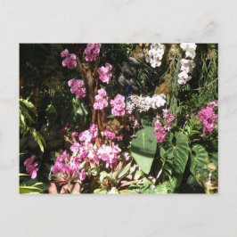 Flores de Orquideeën Briefkaart