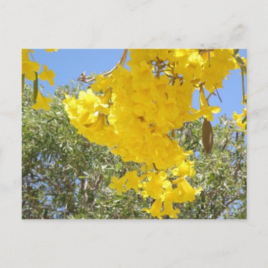 Flores de Puerto Rico Briefkaart (Voorkant)