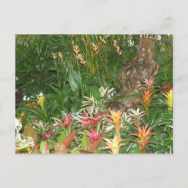 Flores en Aibonito Briefkaart