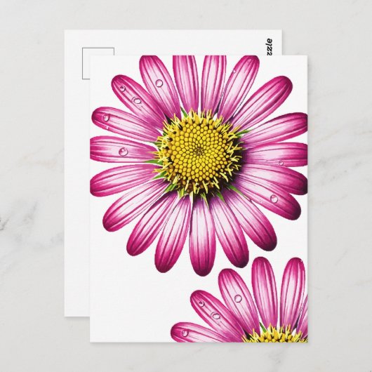 flores gérbera briefkaart (Voorkant / Achterkant)