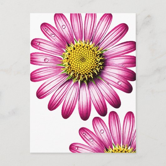 flores gérbera briefkaart (Voorkant)