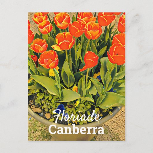 Floriade Canberra Australia flower tulip festival Briefkaart (Voorkant)