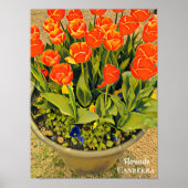 Floriade Canberra bloemfestival druktulpen Poster (Voorkant)