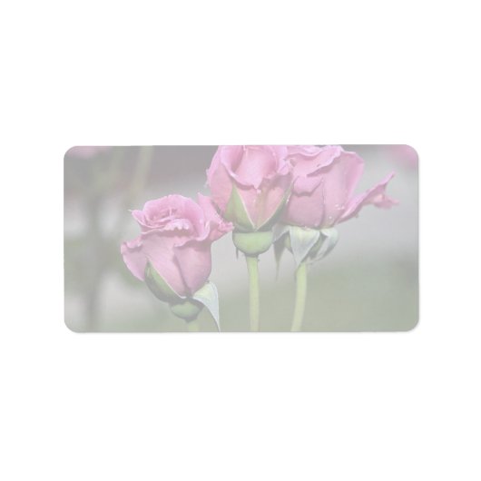 Floribunda 'Angel Face' Rozen Etiket (Voorkant)