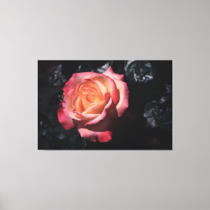 Floribunda Roos Sheila's parfum op Canvas Afdruk