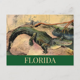 Florida Alligator Ansichtkaart Briefkaart