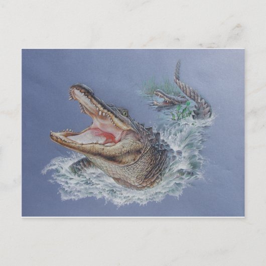 Florida Alligator Briefkaart (Voorkant)