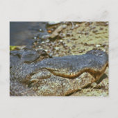 Florida Alligator Briefkaart (Voorkant)