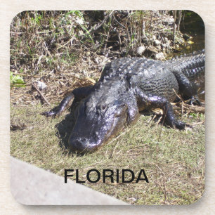 Florida-alligator die zich koestert in warm zonlic onderzetter