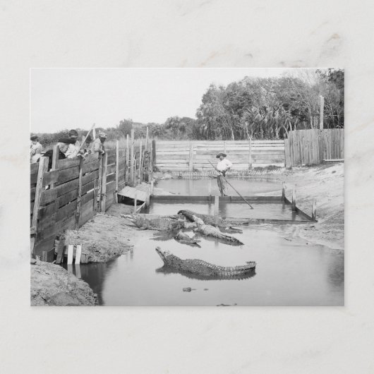 Florida Alligator Show, 1904 Briefkaart (Voorkant)