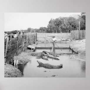 Florida Alligator Show, 1904. Oude foto Poster